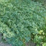Trigonella foenum-graecum आदत