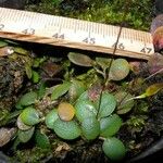 Specklinia microphylla Fruit