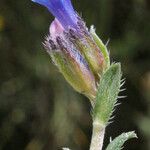 Lithodora hispidula Flor