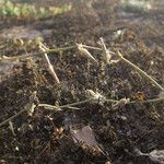 Launaea fragilis Habit