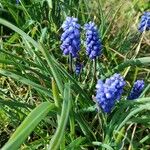 Muscari botryoidesKvet