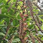 Vriesea imperialis Fruit