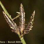 Cyperus laevigatus 果実