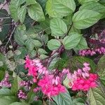 Clerodendrum thomsoniaeКветка