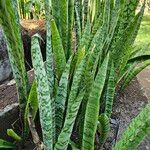 Dracaena hyacinthoides Blad