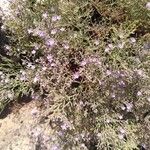 Limonium cordatum Λουλούδι