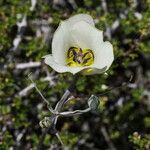 Calochortus bruneaunis Fiore