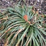 Liriope muscari Leaf