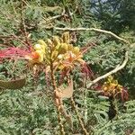 Caesalpinia gilliesii Λουλούδι