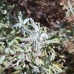 Salvia leucophylla List