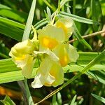 Linaria vulgarisফুল