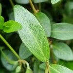 Vinca difformis Hoja
