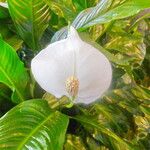 Spathiphyllum wallisii 花