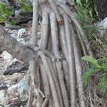 Pandanus tectorius Casca