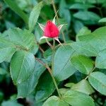 Rosa moyesii Leaf