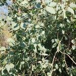 Populus euphratica Natur