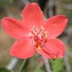 Hibiscus aponeurus Flor
