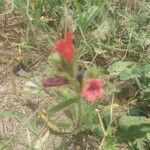 Echium angustifolium 花