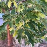 Acer griseum Φύλλο