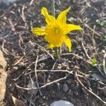 Narcissus minor Bloem