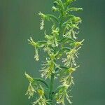 Platanthera lacera Flower