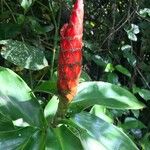 Costus pulverulentus Flor