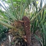 Ceratozamia mexicanaFruit