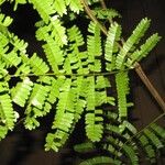 Pseudopiptadenia psilostachya Yaprak