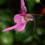 Impatiens kamerunensis Flower