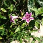 Barleria cristataKvet