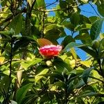 Camellia oleifera Kwiat