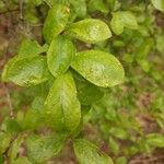 Prunus spinosa Листок