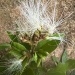 Pithecellobium furcatum Flor