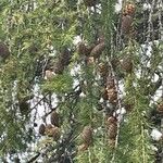 Larix lyallii Fruit