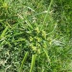 Cyperus difformis Çiçek