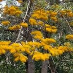 Grevillea robusta Flor