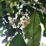 Eurya acuminata Flower