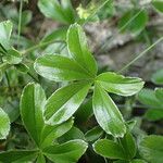 Alchemilla saxatilis Листок