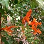 Tecomaria capensis Blüte
