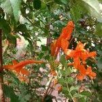 Tecoma capensis Flower