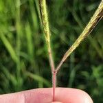 Dichanthium aristatum Fruchs