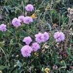 Armeria alpina Flower