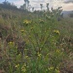 Tagetes minutaफूल