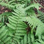 Dryopteris remota Hoja