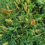 Diphasiastrum complanatum Libunga