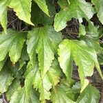 Parthenocissus tricuspidata Leaf