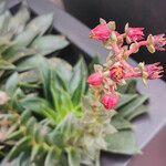 Echeveria affinis Кветка