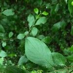 Prunus spinosa पत्ता
