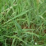 Elymus pungens Leaf