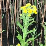 Tephroseris palustris Fula